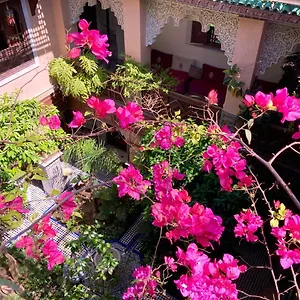 Toyour- Of Birds Fès
